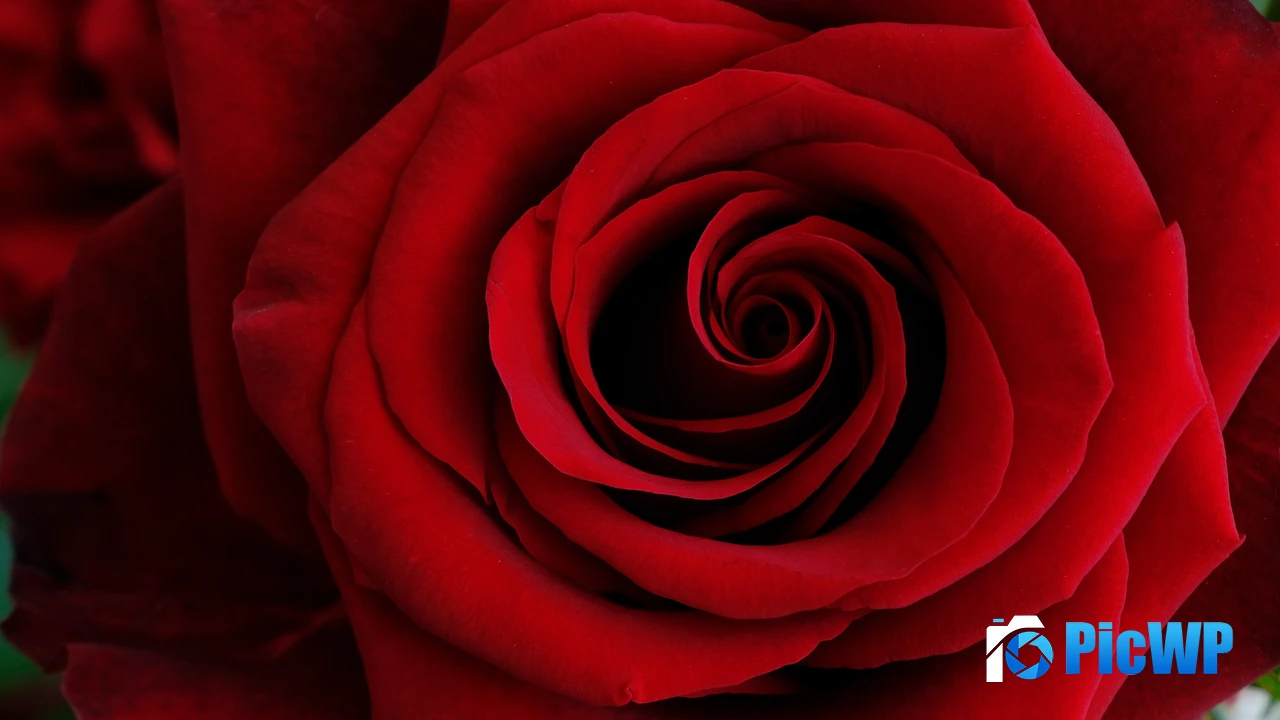Red Rose Closeup 4K PC Wallpaper
