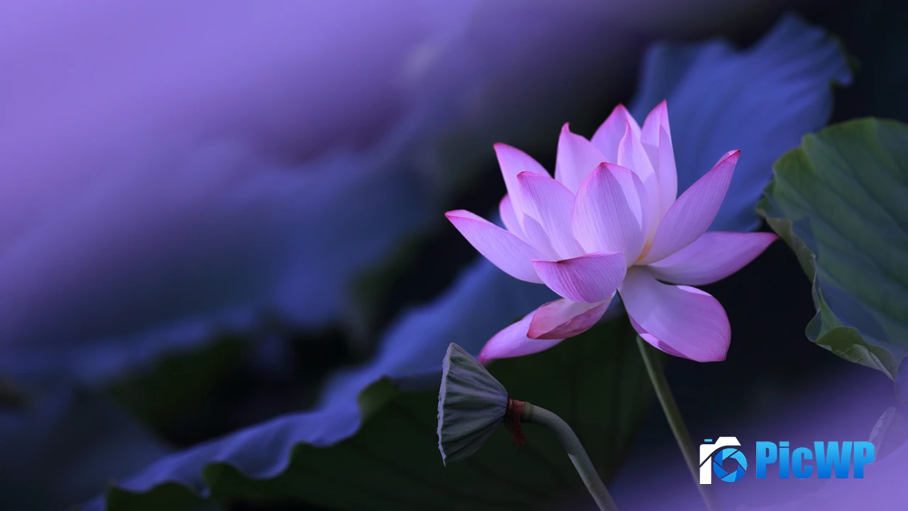 Lotus flower Purple aesthetic 4K PC Wallpaper
