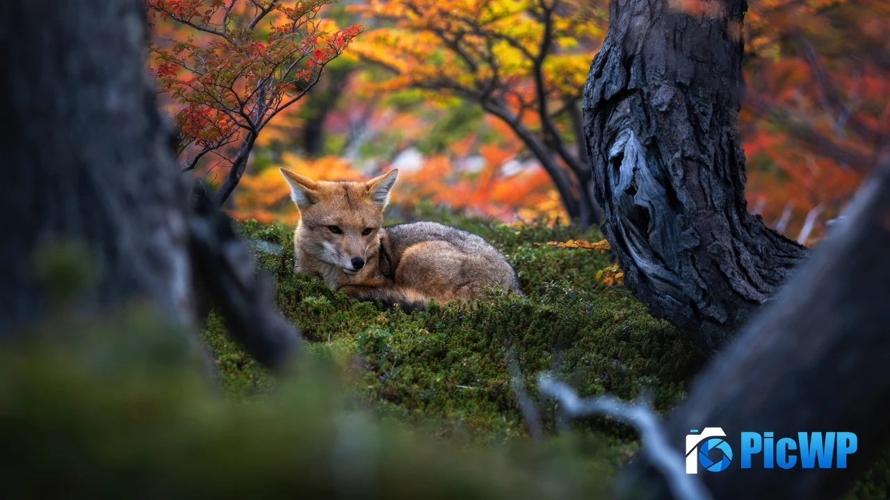 Patagonian fox Wildlife 4K PC Wallpaper