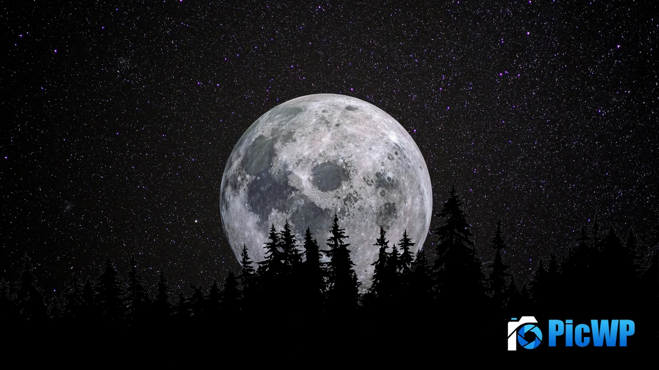 Full moon Forest 4K PC Wallpaper