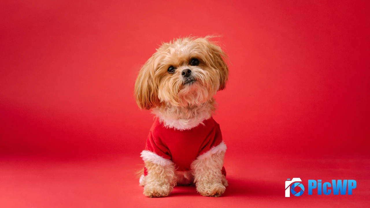 Shih Tzu Cute dog 4K PC Wallpaper
