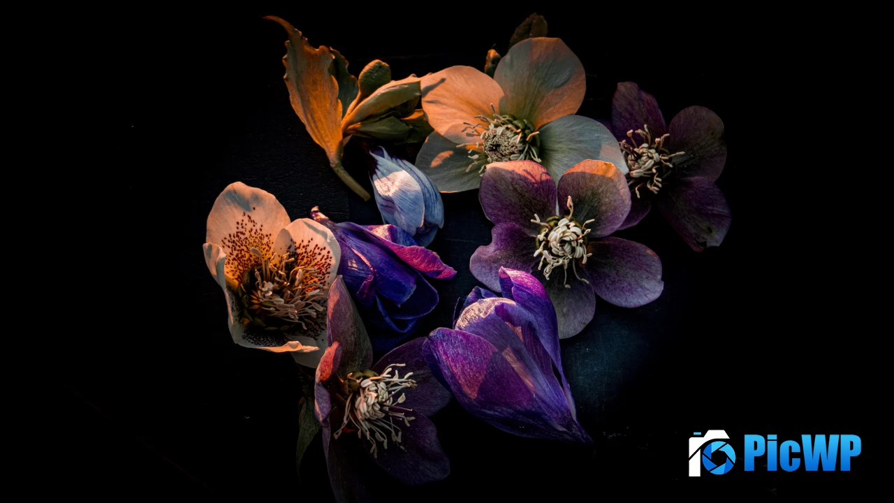 Hellebore flowers Dark aesthetic 4K PC Wallpaper