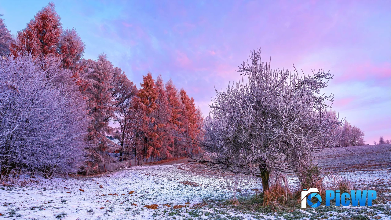 Winter forest Morning 4K PC Wallpaper