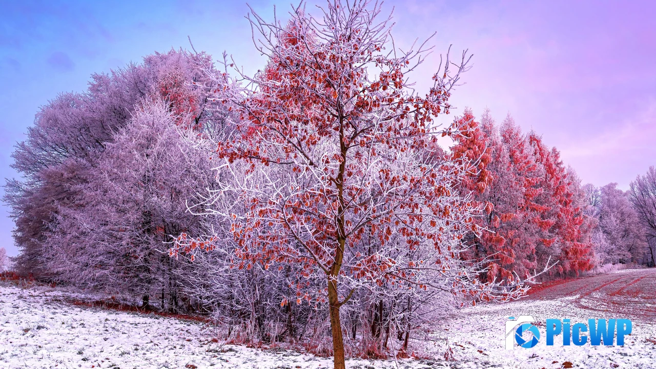 Winter Trees 4K PC Wallpaper