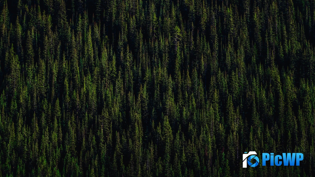 Pine trees Forest 4K PC Wallpaper