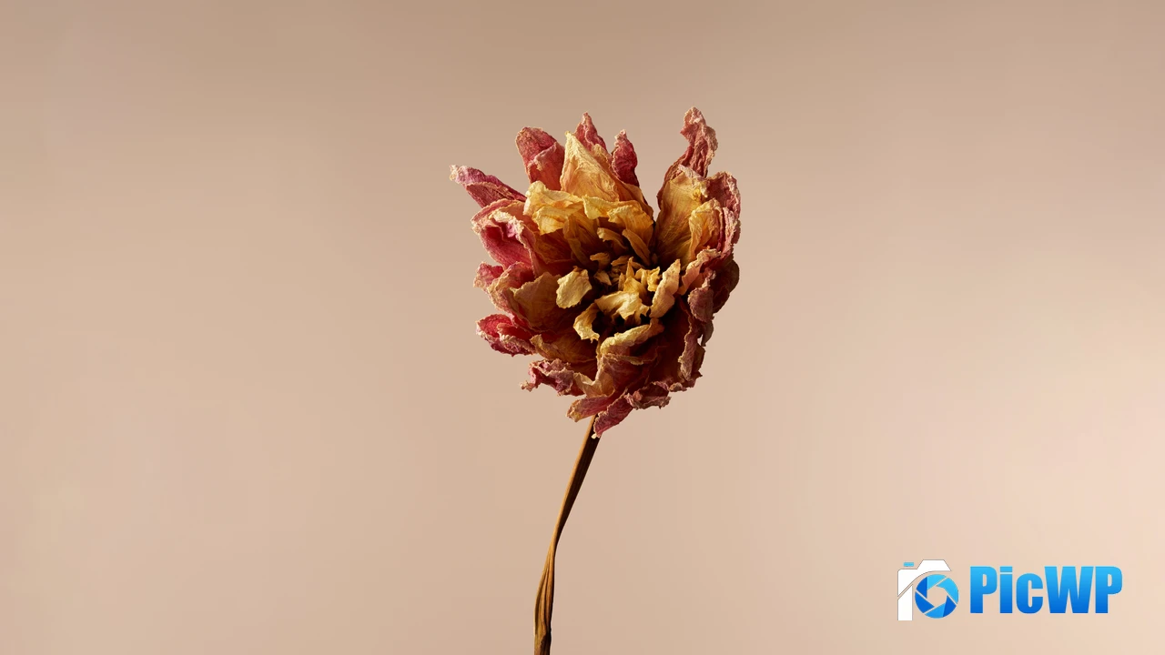 Dried Dahlia flower 4K PC Wallpaper