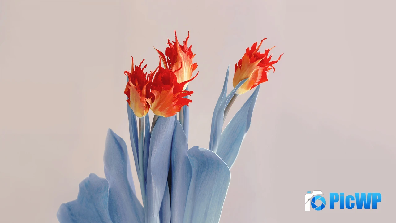 Red flowers Aesthetic 4K PC Wallpaper