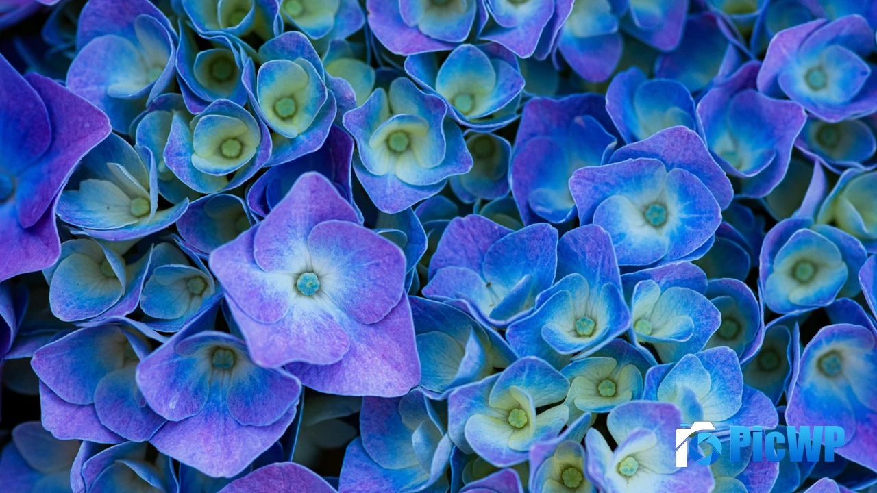 Hydrangea Flowers Purple aesthetic 4K PC Wallpaper