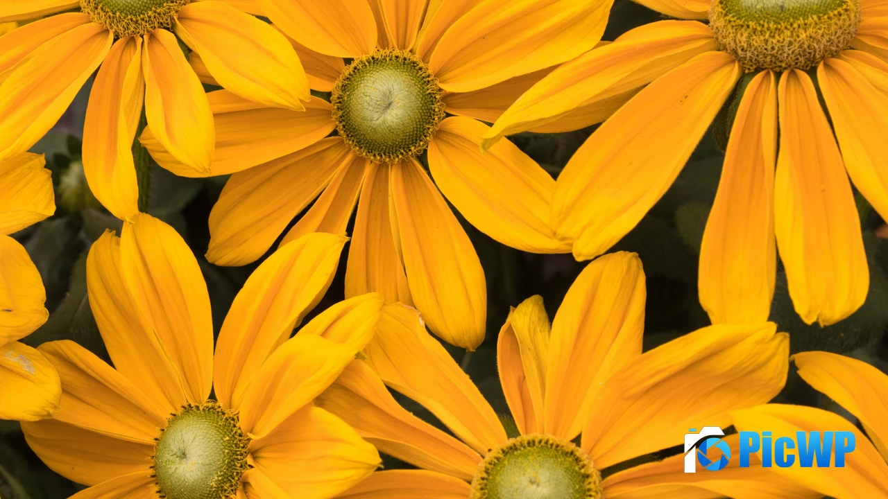 Yellow flowers Blossom 4K PC Wallpaper