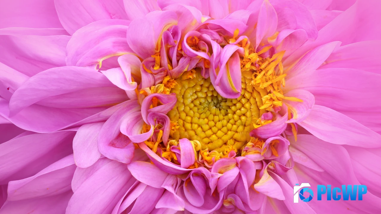 Pink Dahlia Macro 4K PC Wallpaper