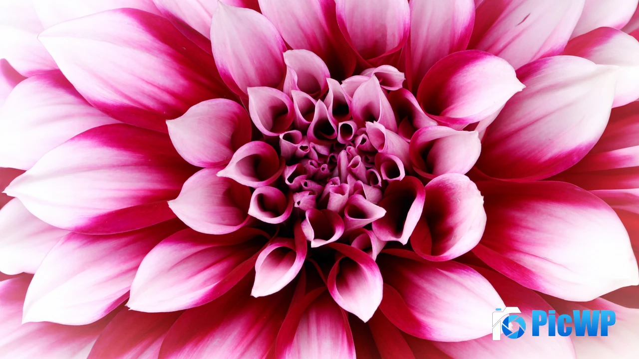 Pink Dahlia Closeup 4K PC Wallpaper