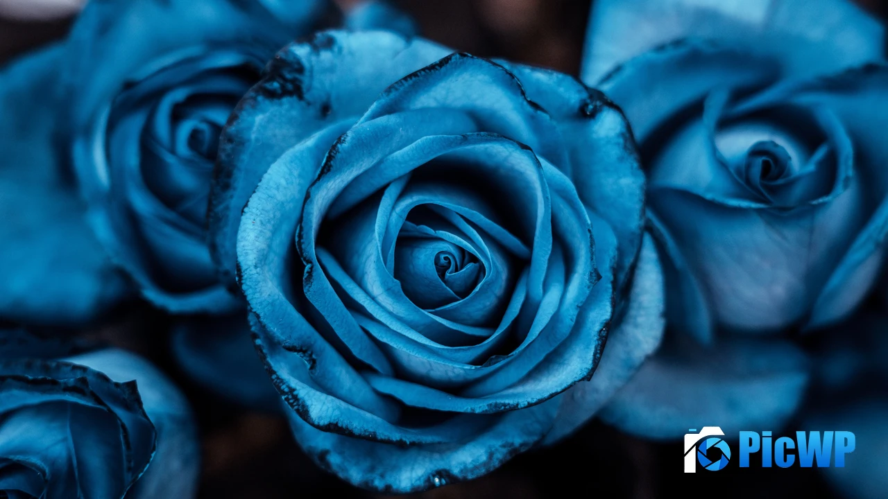 Blue aesthetic Rose flowers 4K PC Wallpaper