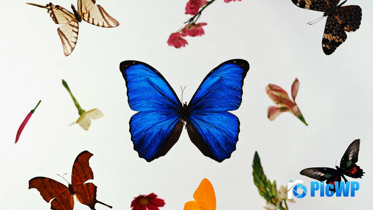 Colorful Butterflies 4K PC Wallpaper