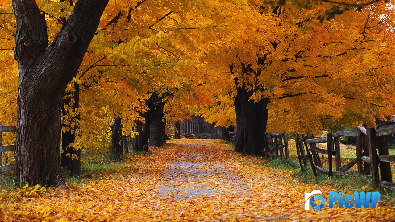 Windows XP Autumn 4K PC Wallpaper