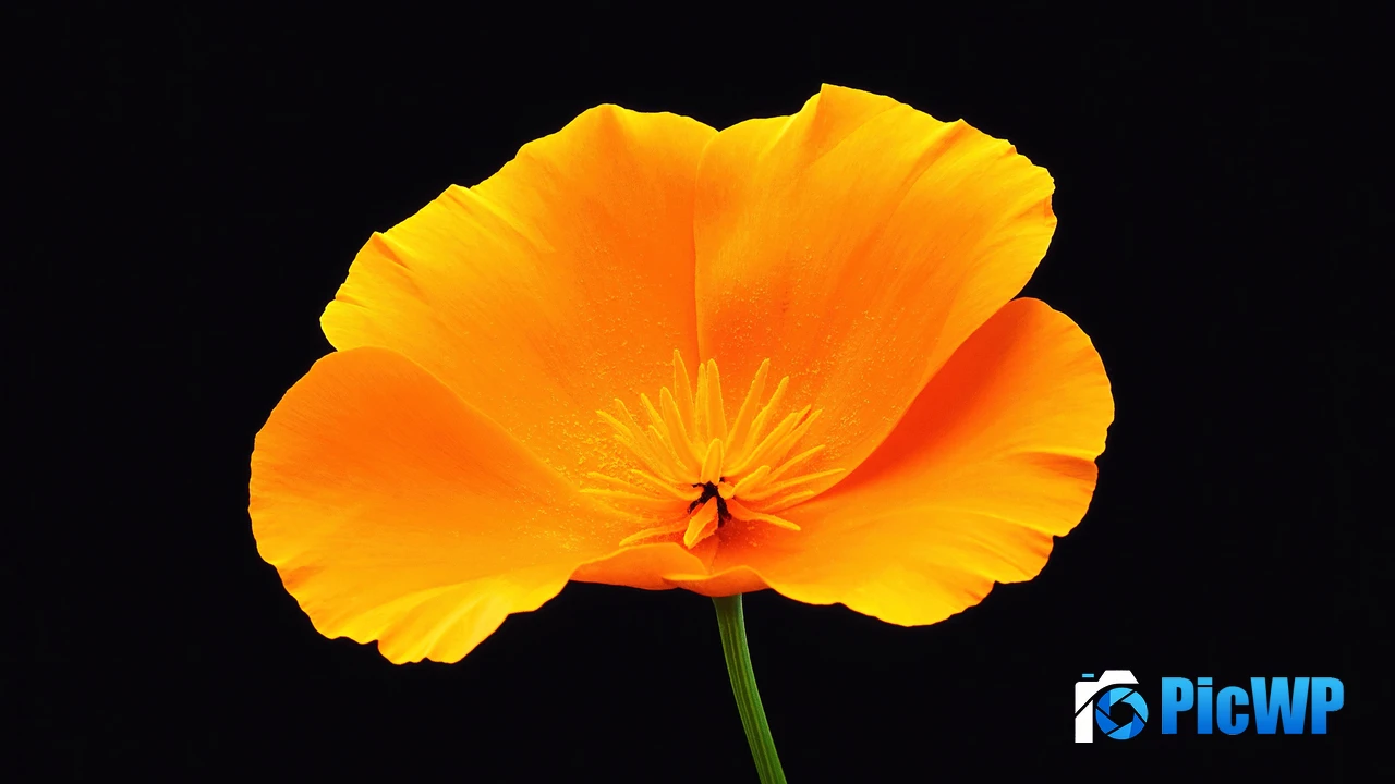 Poppy flower Black background 4K PC Wallpaper