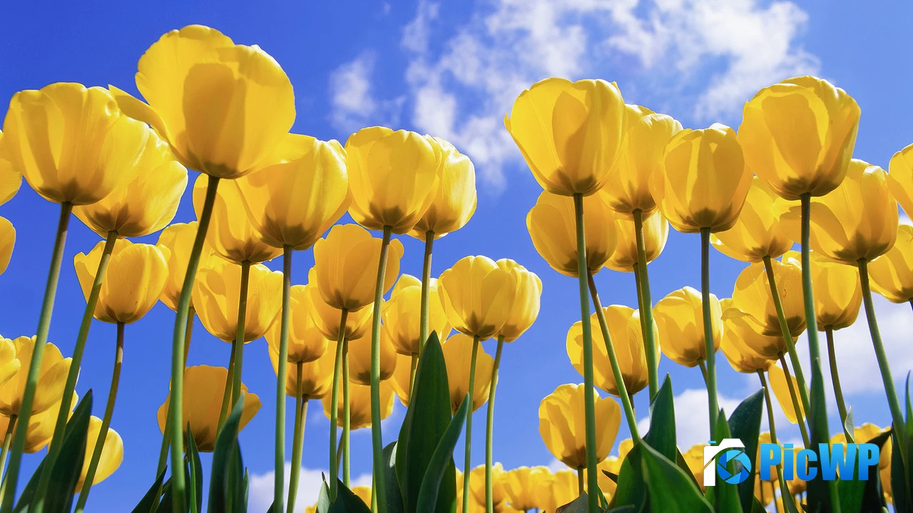 Yellow tulips Daylight 4K PC Wallpaper