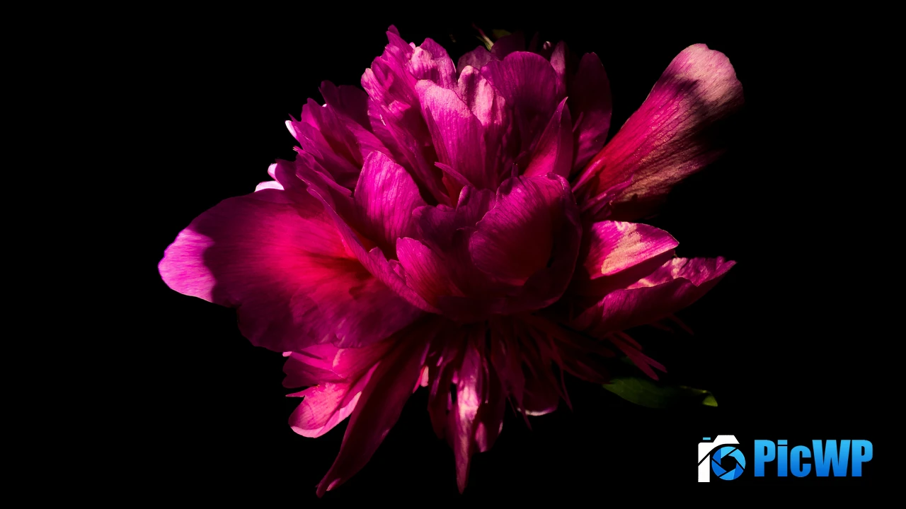 Pink Peony flower in Black background 4K PC Wallpaper