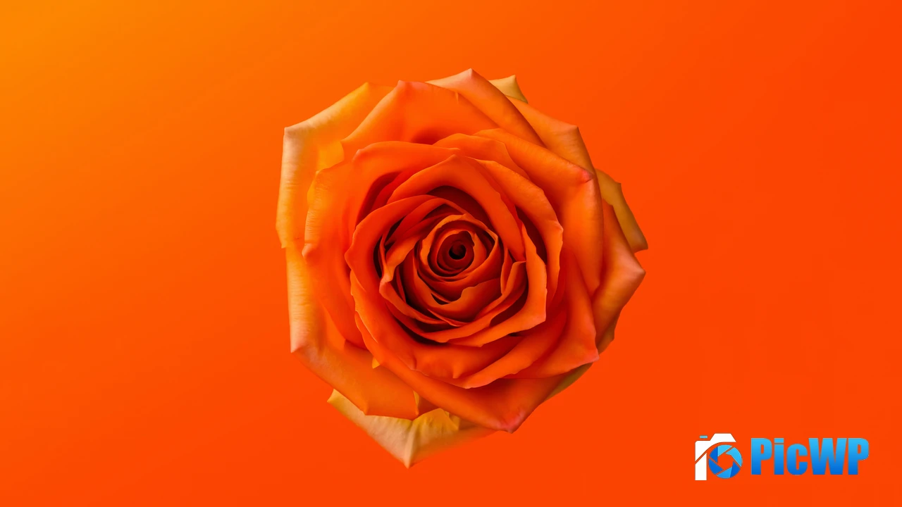 Orange Rose 4K PC Wallpaper