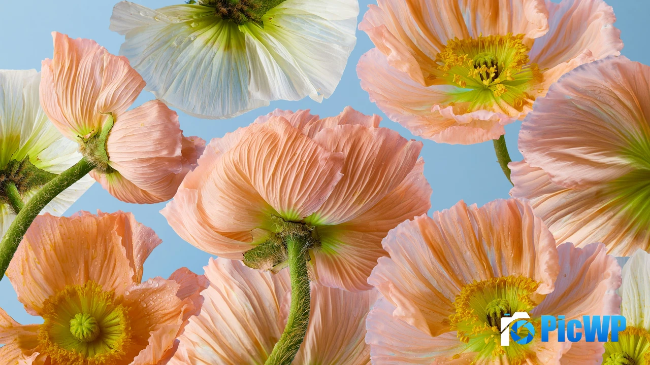 Poppy flowers 4K PC Wallpaper