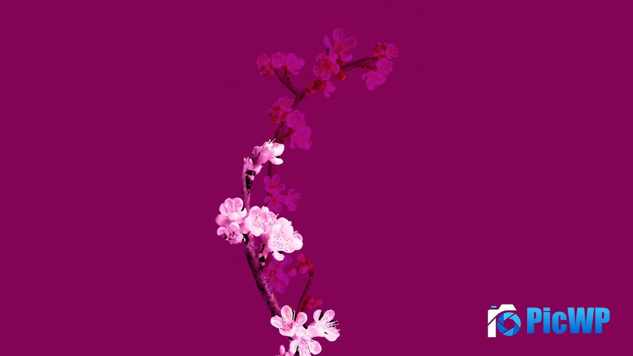 Cherry blossom Plum Velvet 4K PC Wallpaper