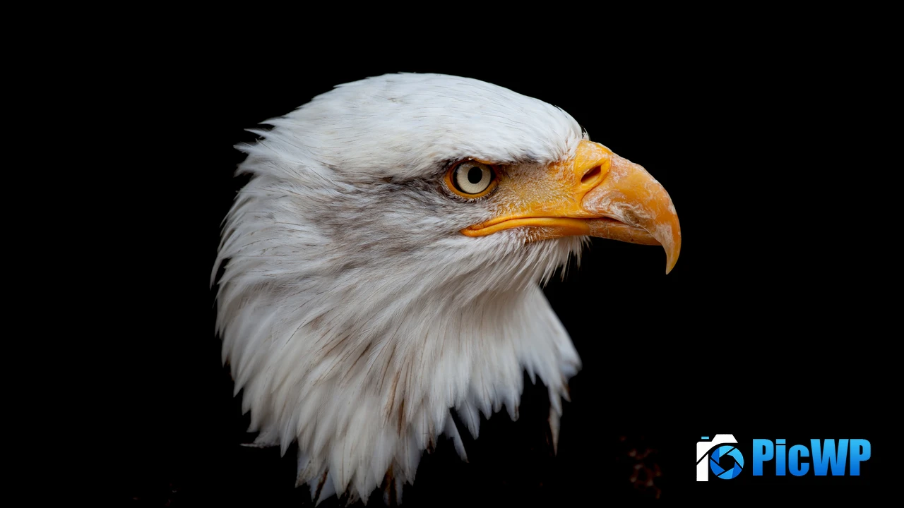 Bald eagle 4K PC Wallpaper