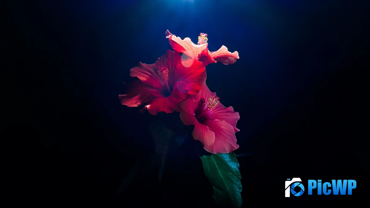 Hibiscus flowers 4K PC Wallpaper