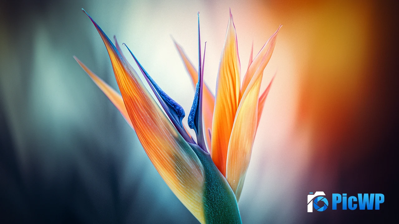 Bird of paradise flower Closeup Photography 4K PC Wallpaper