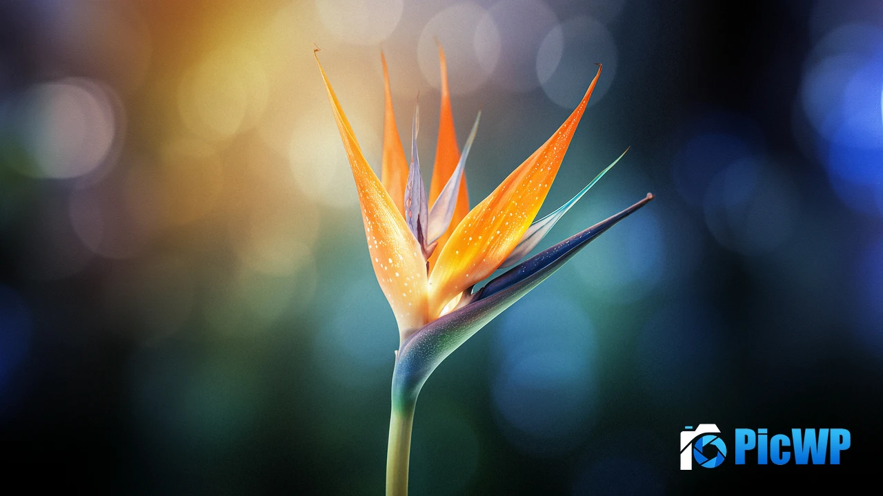 Bird of paradise flower Macro 4K PC Wallpaper