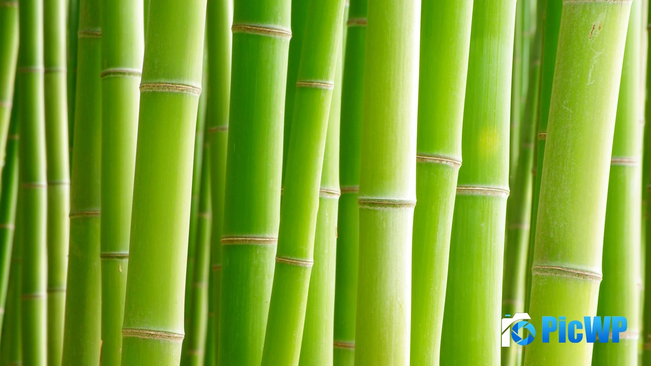 Bamboo Trees 4K PC Wallpaper