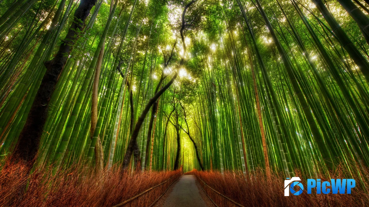 Arashiyama Bamboo Grove Japan 4K PC Wallpaper