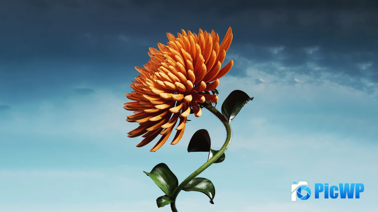 Orange flower Bloom 4K PC Wallpaper