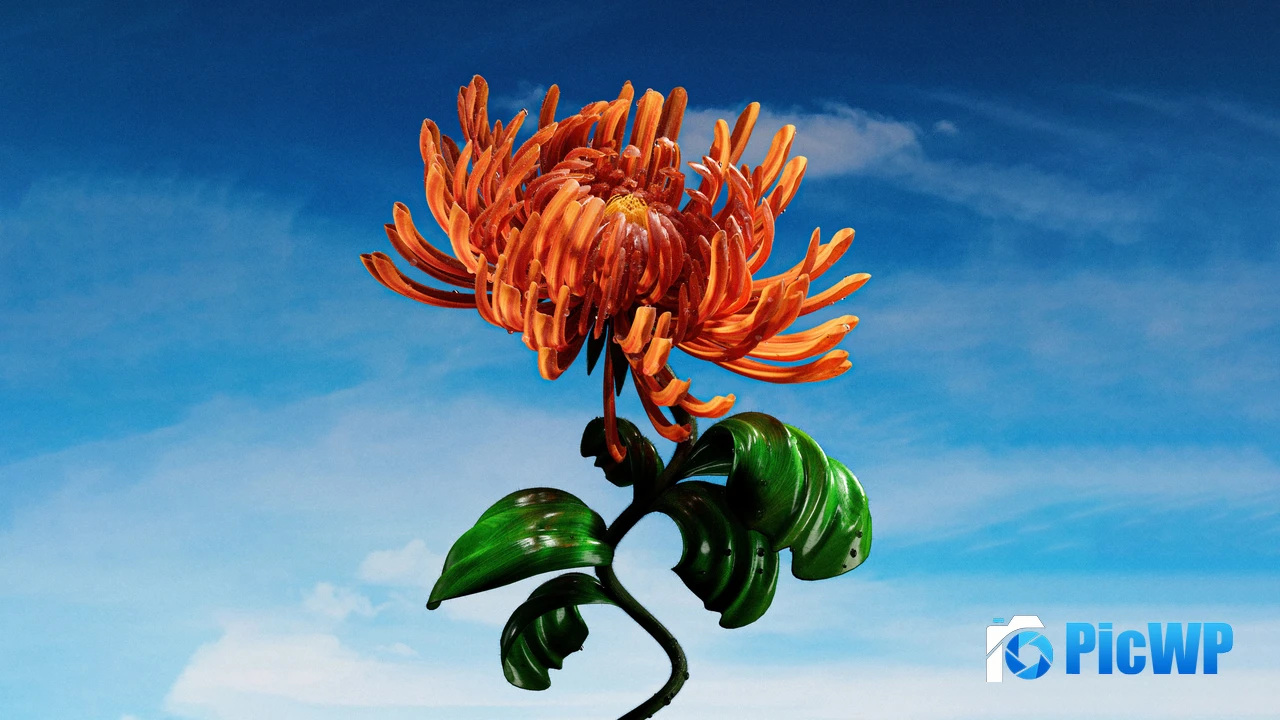 Orange flower Blue Sky 4K PC Wallpaper