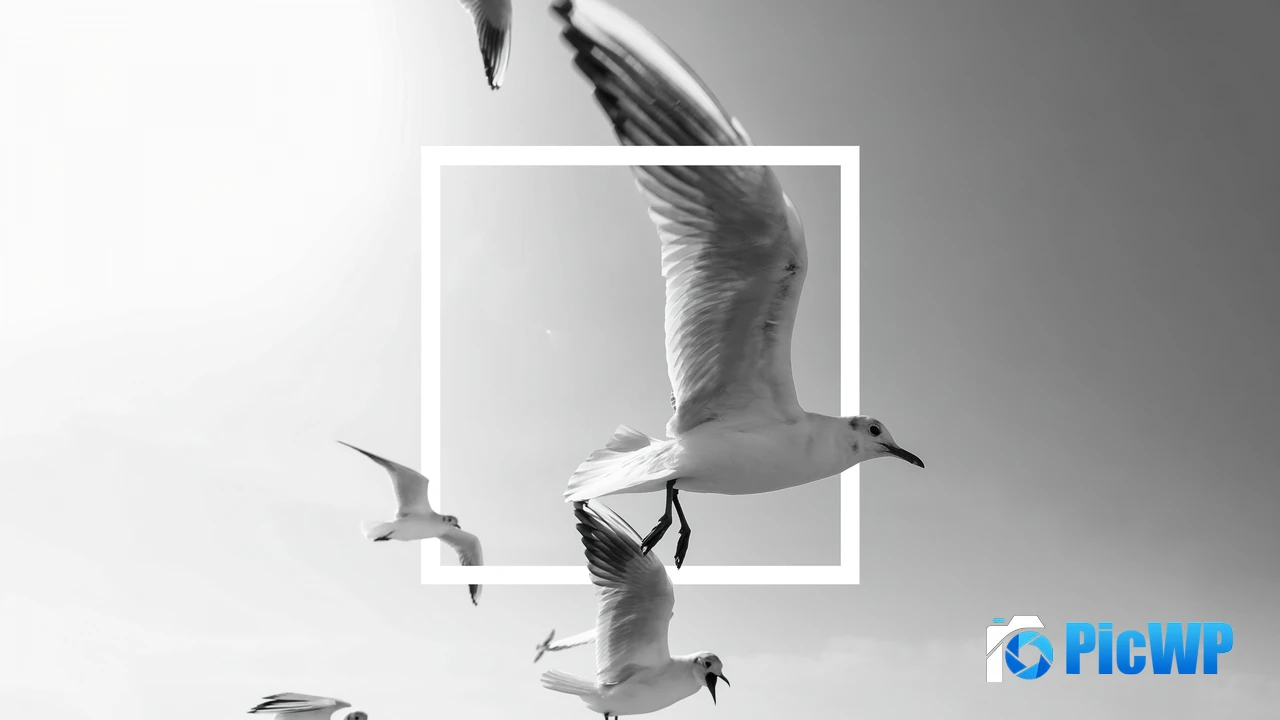 Flying birds Frame 4K PC Wallpaper