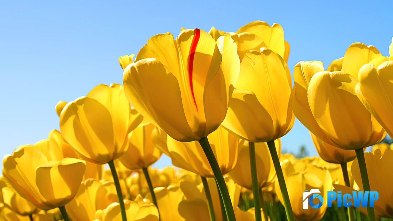 Yellow tulips Windows 7 4K PC Wallpaper
