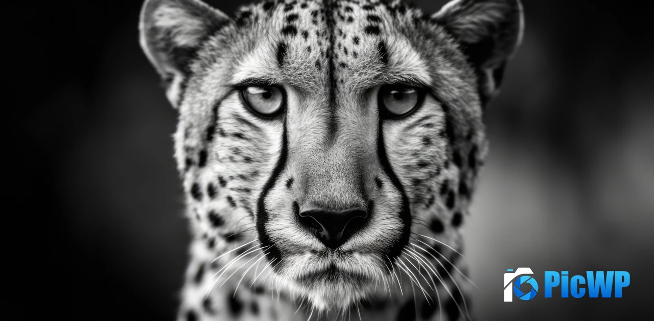 Cheetah Monochrome 5K Wide Wallpaper
