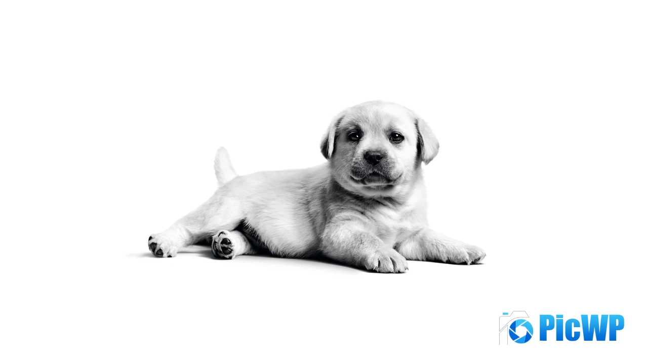 Labrador puppy Fluffy dog 4K PC Wallpaper