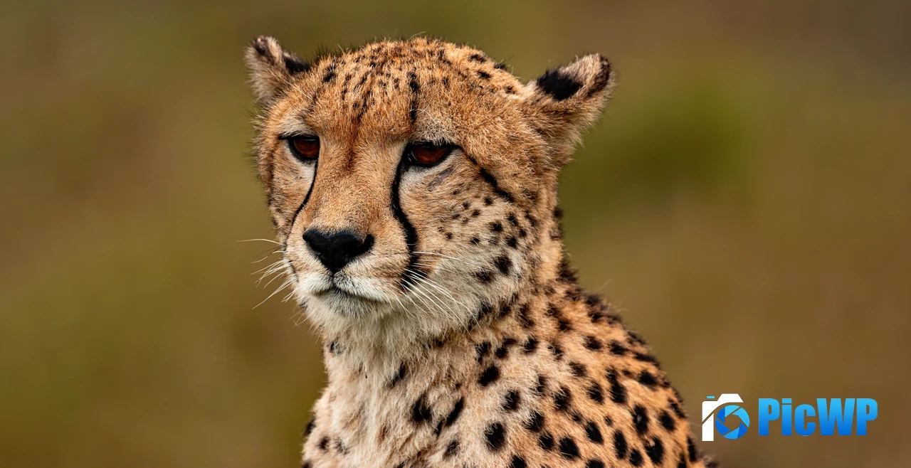 Cheetah Closeup 5K PC Wallpaper