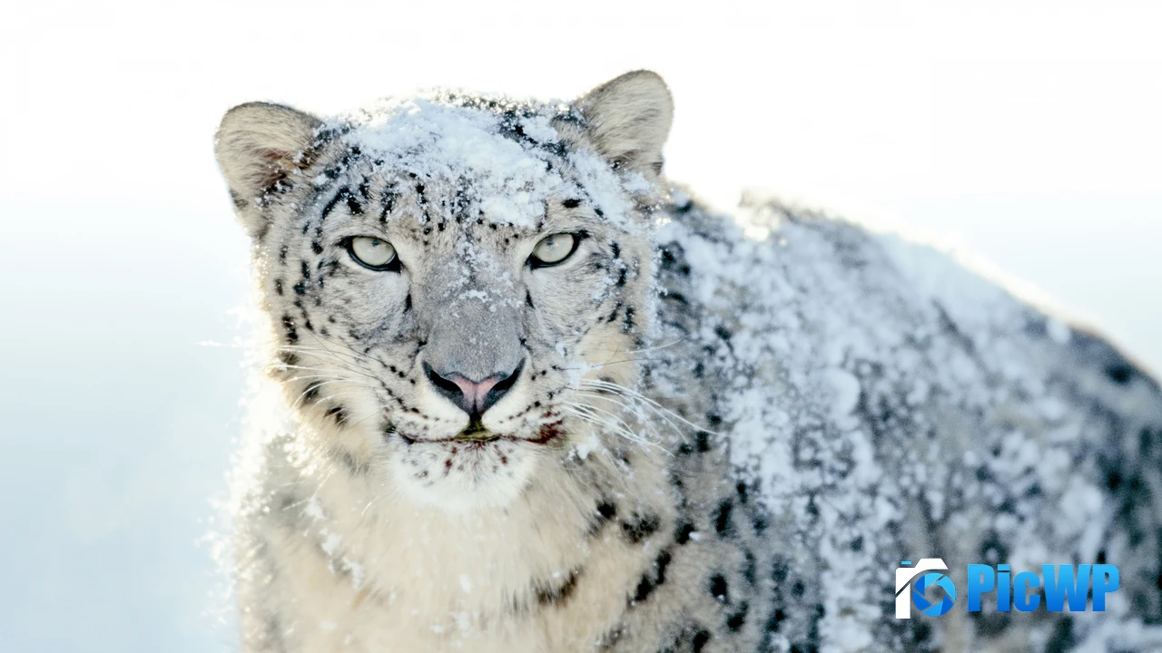 OS X Snow Leopard Stock 4K PC Wallpaper