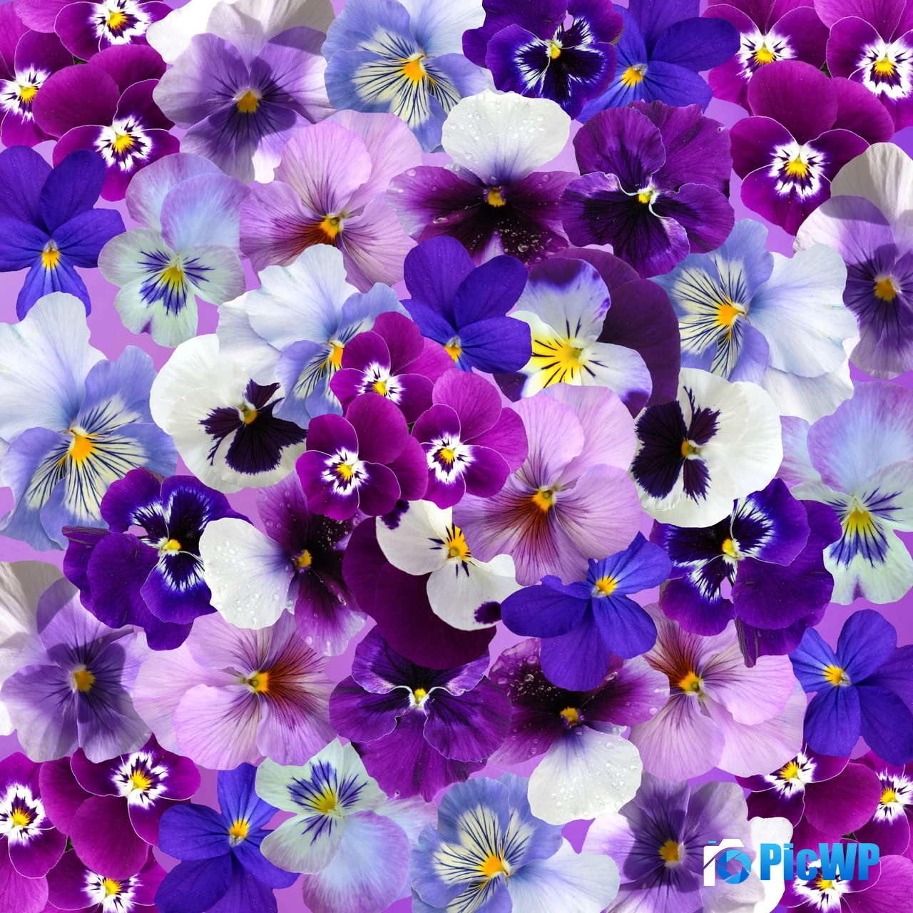 Pansy flowers Colorful flowers 4K Fold Wallpaper