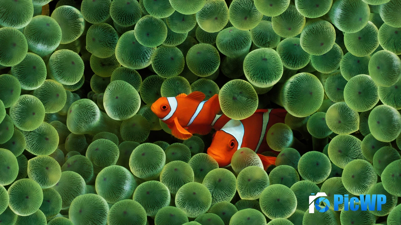 OS X Leopard Clownfish 4K PC Wallpaper