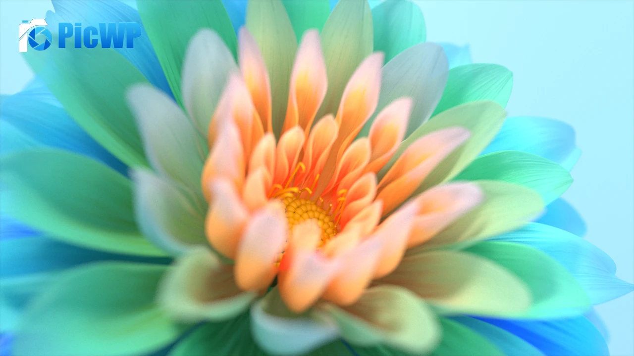 Colorful flowers Closeup 4K PC Wallpaper