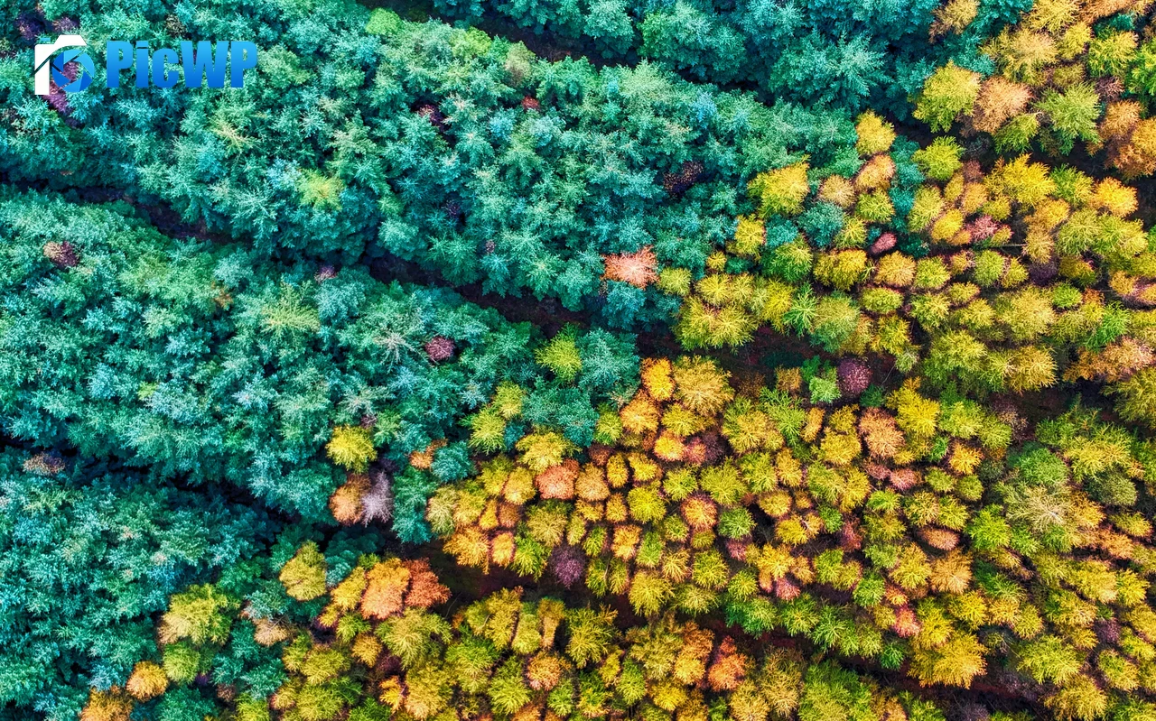 Autumn season Mamhead Forest 4K PC Wallpaper