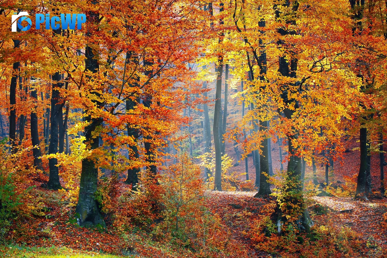 Autumn trees Fallen Leaves 4K PC Wallpaper