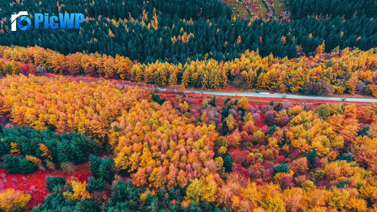 Autumn trees Countryside 4K PC Wallpaper