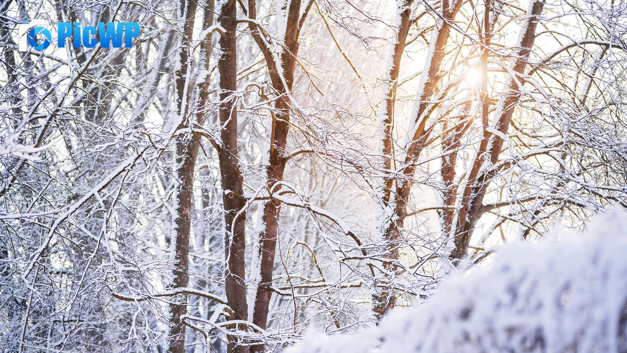 Snow covered Forest 4K PC Wallpaper
