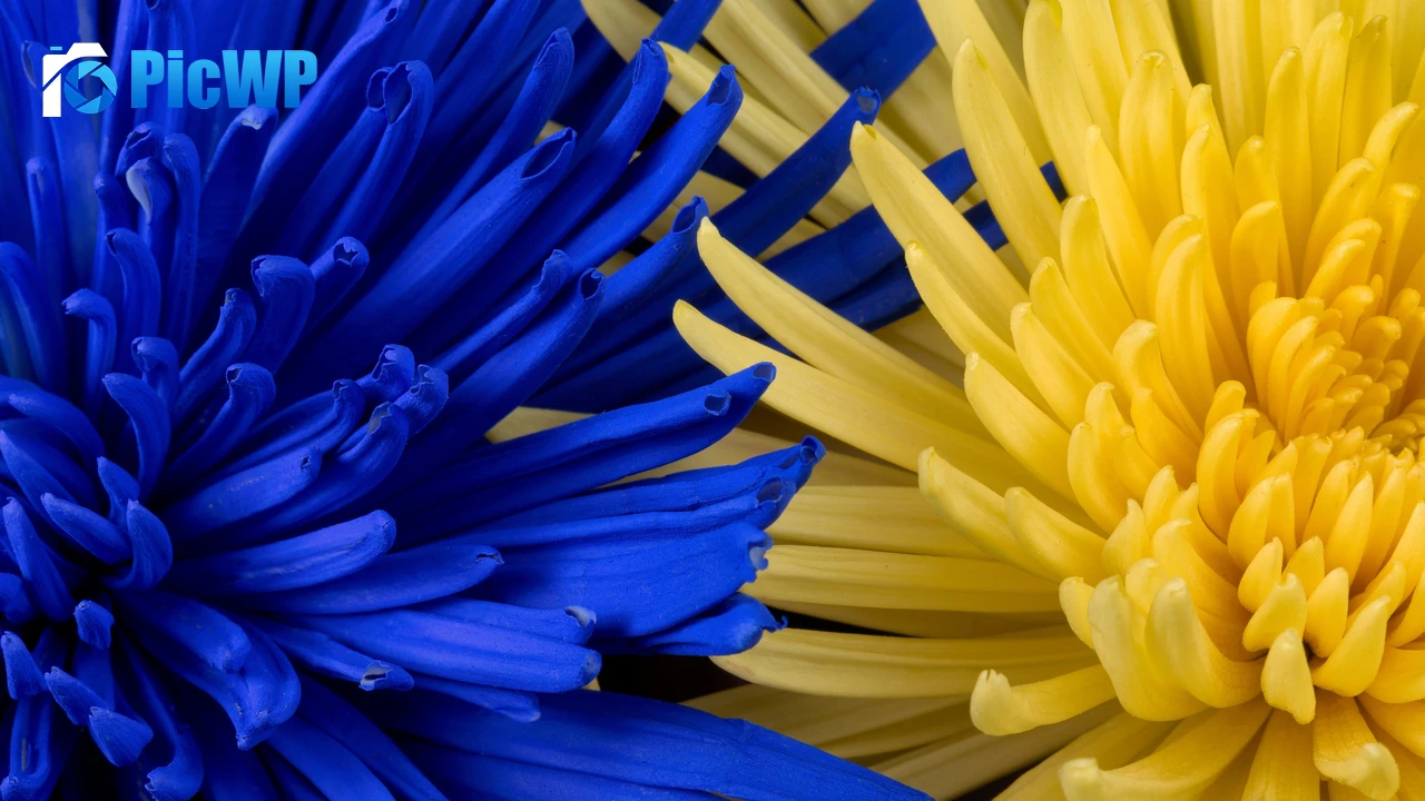 Blue flower Yellow flower 4K PC Wallpaper