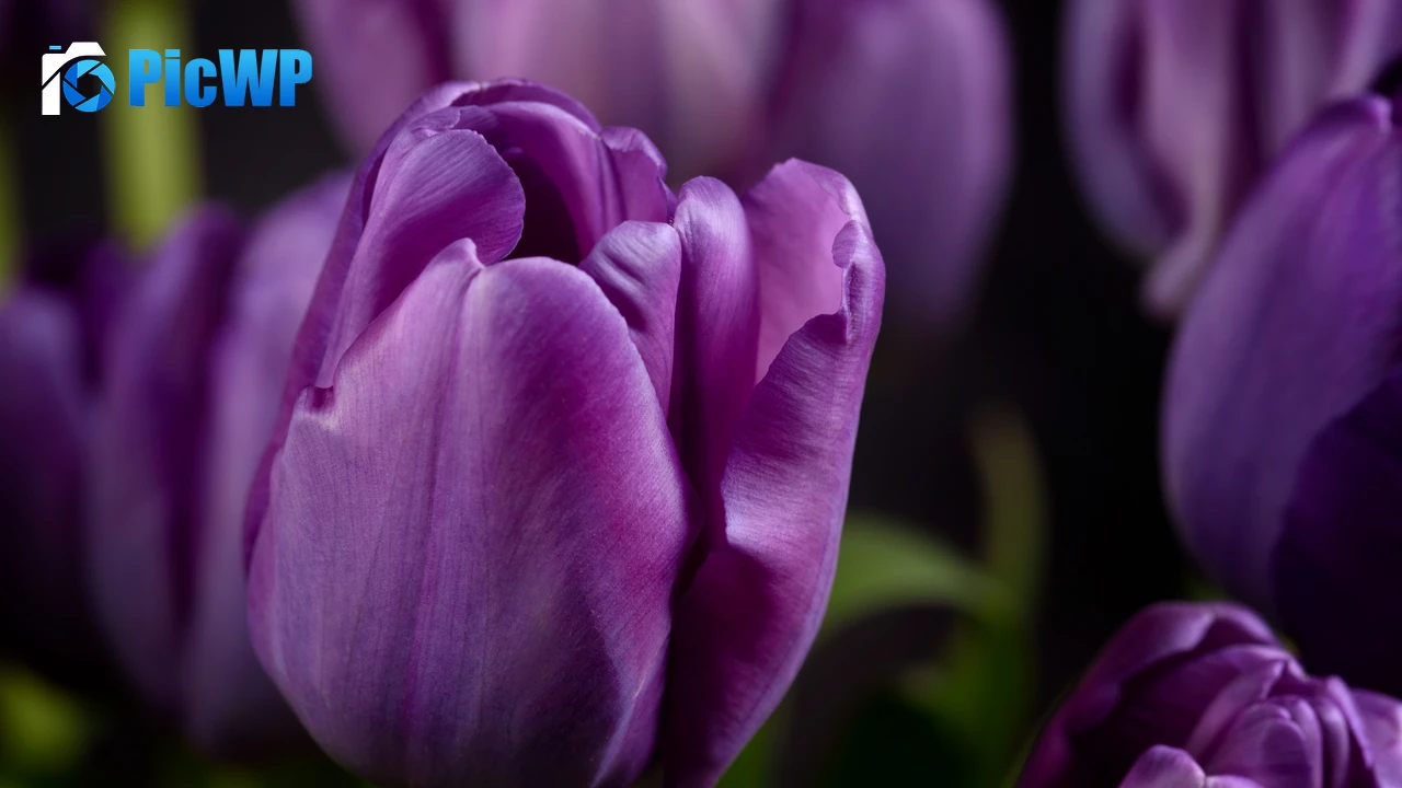 Purple tulips Closeup 4K PC Wallpaper