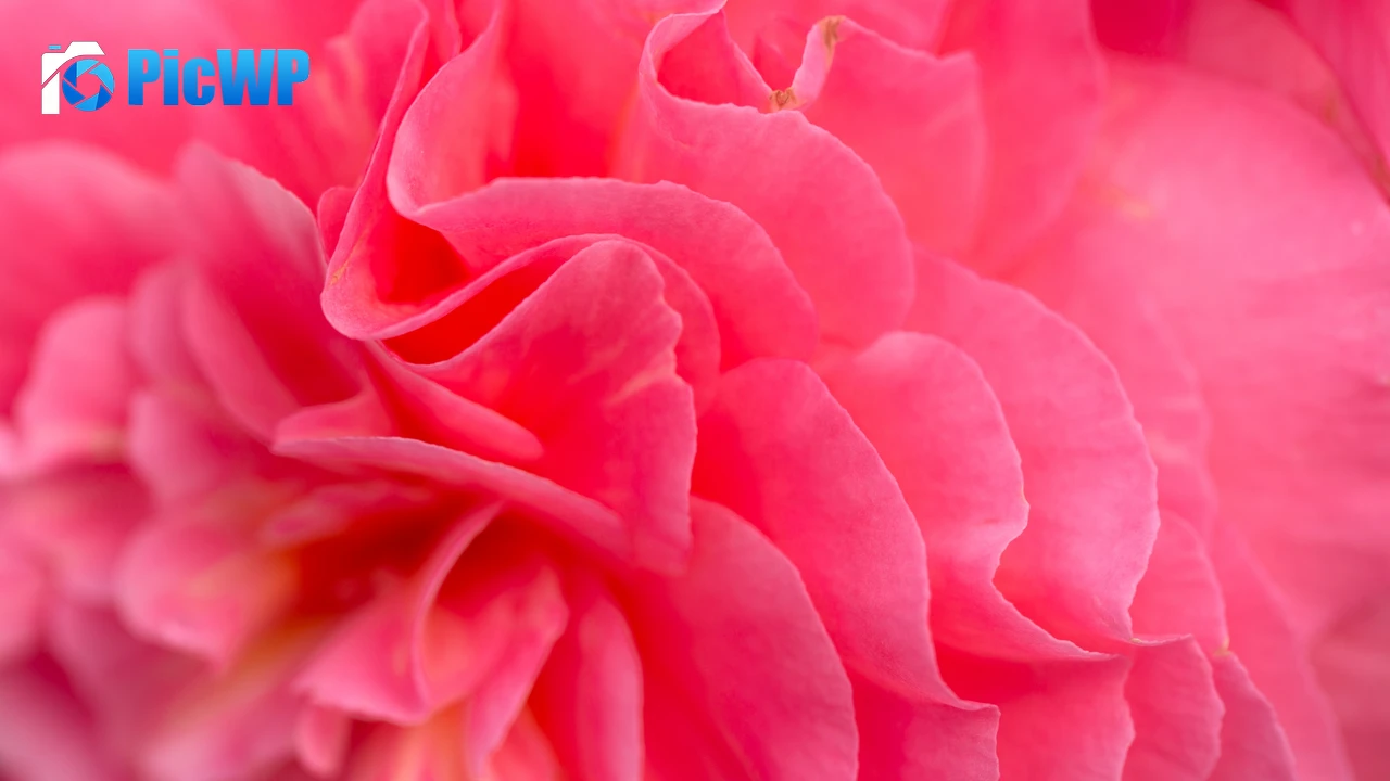 Pink flower Bokeh 4K PC Wallpaper