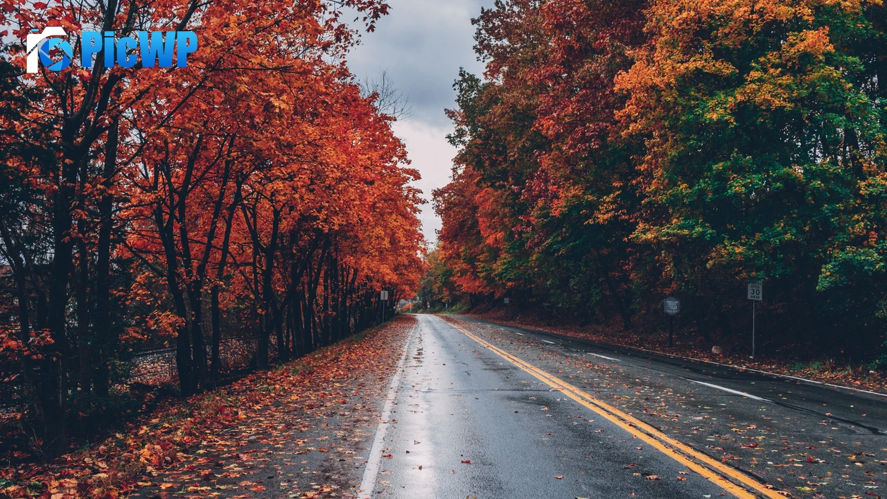 Autumn trees Foliage 4K PC Wallpaper