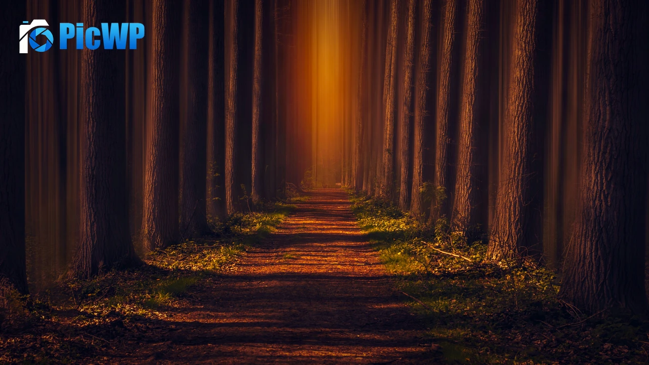Pathway Autumn Forest 4K PC Wallpaper